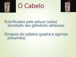 O Cabelo
🠶lubrificados pelo sebum (sebo)
secretado das glândulas sebáceas;
🠶limpeza do cabelos (poeira e agentes
poluentes).
 