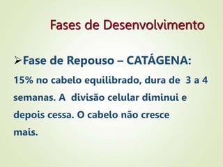 Fases de Desenvolvimento
Fase de Repouso – CATÁGENA:
15% no cabelo equilibrado, dura de 3 a 4
semanas. A divisão celular diminui e
depois cessa. O cabelo não cresce
mais.
 