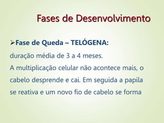 Fases de Desenvolvimento
Fase de Queda – TELÓGENA:
duração média de 3 a 4 meses.
A multiplicação celular não acontece mais, o
cabelo desprende e cai. Em seguida a papila
se reativa e um novo fio de cabelo se forma
 