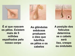 É aí que nascem
os pêlos. Existem
mais de 5
milhões
espalhados pelo
nosso corpo
As glândulas
sebáceas
produzem
o óleo que
lubrifica
os pêlos e os
cabelos
A posição dos
folículos
determina
se o cabelo
será
liso, crespo
ou ondulado
 