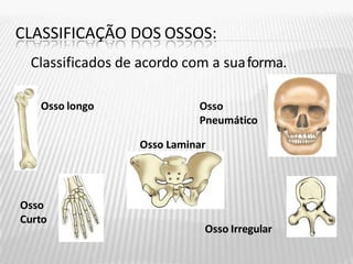 CLASSIFICAÇÃO DOS OSSOS:
Classificados de acordo com a suaforma.
Osso longo
Osso
Curto
Osso
Pneumático
Osso Laminar
Osso Irregular
 