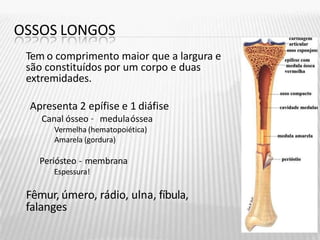 OSSOS LONGOS
Tem o comprimento maior que a largura e
são constituídos por um corpo e duas
extremidades.
Apresenta 2 epífise e 1 diáfise
Canal ósseo – medulaóssea
Vermelha (hematopoiética)
Amarela (gordura)
Periósteo - membrana
Espessura!
Fêmur, úmero, rádio, ulna, fíbula,
falanges
 