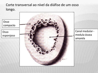 Canal medular -
medula óssea
amarela
Osso
esponjoso
Osso
compacto
Corte transversal ao nível da diáfise de um osso
longo.
 