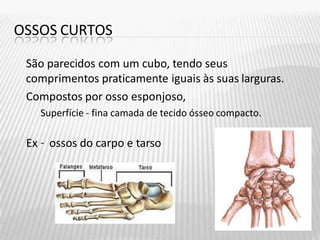 OSSOS CURTOS
São parecidos com um cubo, tendo seus
comprimentos praticamente iguais às suas larguras.
Compostos por osso esponjoso,
Superfície - fina camada de tecido ósseo compacto.
Ex – ossos do carpo e tarso
 