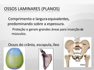 OSSOS LAMINARES (PLANOS)
Comprimento e larguraequivalentes,
predominando sobre a espessura.
Proteção e geram grandes áreas para inserçãode
músculos.
Ossos do crânio, escapula,íleo
 
