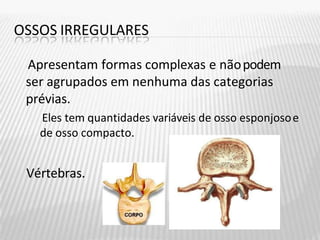 OSSOS IRREGULARES
Apresentam formas complexas e nãopodem
ser agrupados em nenhuma das categorias
prévias.
Eles tem quantidades variáveis de osso esponjosoe
de osso compacto.
Vértebras.
 