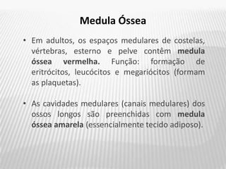 Medula Óssea
• Em adultos, os espaços medulares de costelas,
vértebras, esterno e pelve contêm medula
óssea vermelha. Função: formação de
eritrócitos, leucócitos e megariócitos (formam
as plaquetas).
• As cavidades medulares (canais medulares) dos
ossos longos são preenchidas com medula
óssea amarela (essencialmente tecido adiposo).
 