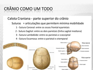 CRÂNIO COMO UM TODO
Calota Craniana - parte superior do crânio
Suturas = articulações que permitem mínima mobilidade
1 - Sutura Coronal: entre os ossos frontal eparietais
2 - Sutura Sagital: entre os dois parietais (linha sagital mediana)
3 - Sutura Lambdóide: entre os parietais e ooccipital
4 - Sutura Escamosa: entre o parietal e otemporal
 