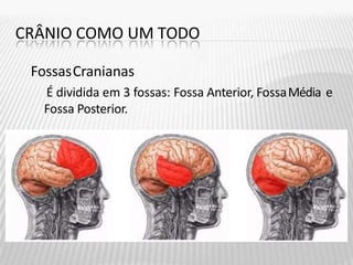 CRÂNIO COMO UM TODO
FossasCranianas
É dividida em 3 fossas: Fossa Anterior, FossaMédia e
Fossa Posterior.
 