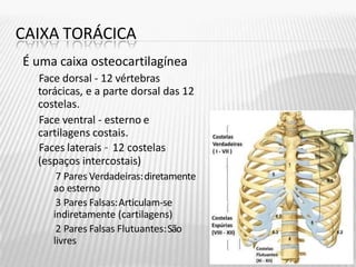 CAIXA TORÁCICA
É uma caixa osteocartilagínea
Face dorsal - 12 vértebras
torácicas, e a parte dorsal das 12
costelas.
Face ventral - esterno e
cartilagens costais.
Faces laterais – 12 costelas
(espaços intercostais)
7 Pares Verdadeiras:diretamente
ao esterno
3 Pares Falsas:Articulam-se
indiretamente (cartilagens)
2 Pares Falsas Flutuantes:São
livres
 