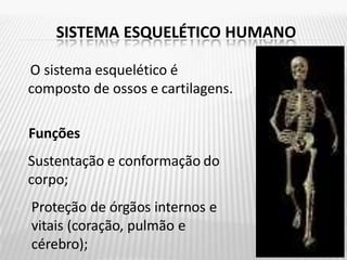 SISTEMA ESQUELÉTICO HUMANO
O sistema esquelético é
composto de ossos e cartilagens.
Funções
• Sustentação e conformação do
corpo;
• Proteção de órgãos internos e
vitais (coração, pulmão e
cérebro);
 