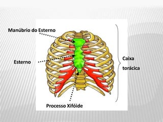 Manúbrio do Esterno
Esterno
Processo Xifóide
Caixa
torácica
 