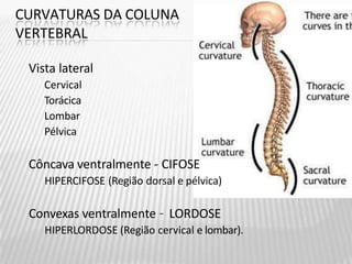 CURVATURAS DA COLUNA
VERTEBRAL
Vista lateral
Cervical
Torácica
Lombar
Pélvica
Côncava ventralmente - CIFOSE
HIPERCIFOSE (Região dorsal e pélvica)
Convexas ventralmente – LORDOSE
HIPERLORDOSE (Região cervical e lombar).
 