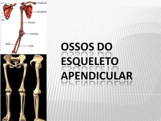 OSSOS DO
ESQUELETO
APENDICULAR
 