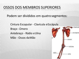 OSSOS DOS MEMBROS SUPERIORES
Podem ser divididos em quatrosegmentos:
Cintura Escapular - Clavícula eEscápula
Braço -Úmero
Antebraço - Rádio eUlna
Mão - Ossos daMão
 