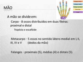 MÃO
A mão se divideem:
Carpo – 8 ossos distribuídos em duas fileiras:
proximal e distal
Trapézio e escafóide
Metacarpo – 5 ossos no sentido látero-medial em I, II,
III, IV e V (dedos da mão)
Falanges – proximais (5), médias (4) e distais (5).
 