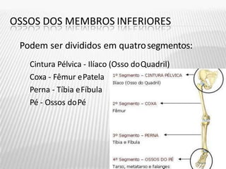 OSSOS DOS MEMBROS INFERIORES
Podem ser divididos em quatrosegmentos:
Cintura Pélvica - Ilíaco (Osso doQuadril)
Coxa - Fêmur ePatela
Perna - Tíbia eFíbula
Pé - Ossos doPé
 
