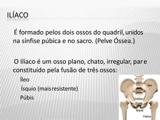 ILÍACO
É formado pelos dois ossos do quadril,unidos
na sínfise púbica e no sacro. (Pelve Óssea.)
O Ilíaco é um osso plano, chato, irregular, pare
constituído pela fusão de três ossos:
Íleo
Ísquio (maisresistente)
Púbis
 
