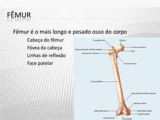 FÊMUR
Fêmur é o mais longo e pesado osso do corpo
Cabeça do fêmur
Fóvea da cabeça
Linhas de reflexão
Face patelar
 