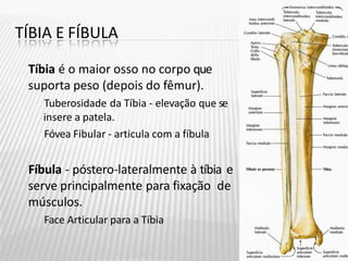 TÍBIA E FÍBULA
Tíbia é o maior osso no corpo que
suporta peso (depois do fêmur).
Tuberosidade da Tíbia - elevação que se
insere a patela.
Fóvea Fibular - articula com a fíbula
Fíbula - póstero-lateralmente à tíbia e
serve principalmente para fixação de
músculos.
Face Articular para a Tíbia
 
