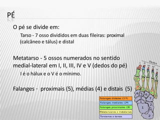 PÉ
O pé se divide em:
Tarso - 7 osso divididos em duas fileiras: proximal
(calcâneo e tálus) e distal
Metatarso - 5 ossos numerados no sentido
medial-lateral em I, II, III, IV e V (dedos do pé)
I é o hálux e o V é o mínimo.
Falanges – proximais (5), médias (4) e distais (5)
 