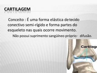 CARTILAGEM
Conceito : É uma forma elástica detecido
conectivo semi-rígido e forma partes do
esqueleto nas quais ocorre movimento.
Não possui suprimento sangüíneo próprio– difusão.
 