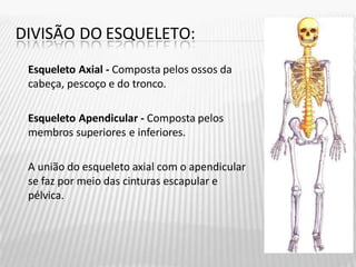DIVISÃO DO ESQUELETO:
Esqueleto Axial - Composta pelos ossos da
cabeça, pescoço e do tronco.
Esqueleto Apendicular - Composta pelos
membros superiores e inferiores.
A união do esqueleto axial com o apendicular
se faz por meio das cinturas escapular e
pélvica.
 