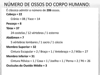NÚMERO DE OSSOS DO CORPO HUMANO:
É clássico admitir o número de 206 ossos.
Cabeça = 22
Crânio = 08 / Face = 14
Pescoço = 8
Tórax = 37
24 costelas / 12 vértebras / 1 esterno
Abdômen = 7
5 vértebras lombares / 1 sacro / 1 cóccix
Membro Superior = 32
Cintura Escapular = 2 / Braço = 1 / Antebraço = 2 / Mão = 27
Membro Inferior = 31
Cintura Pélvica = 1 / Coxa = 1 / Joelho = 1 / Perna = 2 / Pé = 26
Ossículos do Ouvido Médio = 3
 