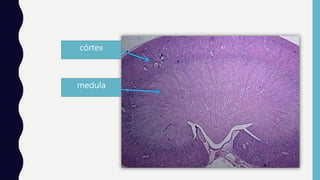 córtex
medula
 