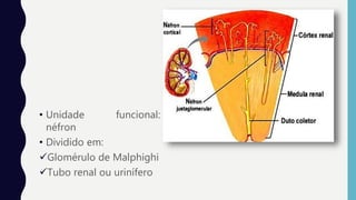 • Unidade funcional:
néfron
• Dividido em:
Glomérulo de Malphighi
Tubo renal ou urinífero
 