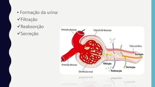 • Formação da urina:
Filtração
Reabsorção
Secreção
 