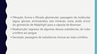 • Filtração: forma o filtrado glomerular, passagem de moléculas
(água, glicose, aminoácidos, sais minerais, ureia, ácido úrico)
do glomérulo de Malphighi para a cápsula de Bowman
• Reabsorção: regresso de algumas dessas substâncias, do tubo
urinífero ao sangue
• Secreção: passagem de substâncias tóxicas ao tubo urinífero
 