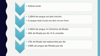 • Artérias renais
• 1.200ml de sangue nos dois rins/min
• O sangue total circula nos dois rins em 5min
• 1.200ml de sangue  125ml/min de filtrado
• 180L de filtrado por dia  2L urina/dia
• 178L de filtrado são reabsorvidos por dia
• 2.000L de sangue são filtrados por dia
 