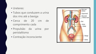 • Ureteres:
• Tubos que conduzem a urina
dos rins até a bexiga
• Cerca de 20 cm de
comprimento cada
• Propulsão da urina por
peristaltismo
• Contração inconsciente
 