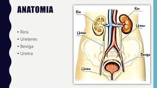 ANATOMIA
• Rins
• Ureteres
• Bexiga
• Uretra
 
