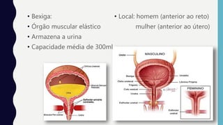 • Local: homem (anterior ao reto)
mulher (anterior ao útero)
• Bexiga:
• Órgão muscular elástico
• Armazena a urina
• Capacidade média de 300ml
 