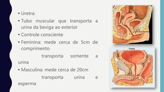 • Uretra:
• Tubo muscular que transporta a
urina da bexiga ao exterior
• Controle consciente
• Feminina: mede cerca de 5cm de
comprimento
transporta somente a
urina
• Masculina: mede cerca de 20cm
transporta urina e
esperma
 