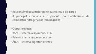 • Responsável pela maior parte da excreção do corpo
• A principal excretada é o produto do metabolismo de
compostos nitrogenados (aminoácidos)
• Outras excretas:
• Boca – sistema respiratório: CO2
• Pele – sistema tegumentar: suor
• Ânus – sistema digestório: fezes
 