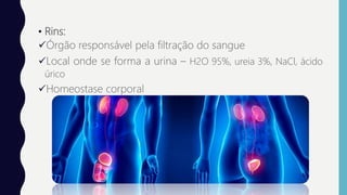 • Rins:
Órgão responsável pela filtração do sangue
Local onde se forma a urina – H2O 95%, ureia 3%, NaCl, ácido
úrico
Homeostase corporal
 