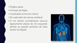 • Órgãos pares
• Formato de feijão
• Localizados acima da cintura
• De cada lado da coluna vertebral
• O rim direito normalmente situa-se
ligeiramente abaixo do rim esquerdo
devido ao grande tamanho do lobo
direito do fígado
 