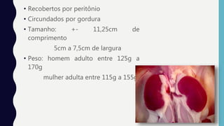 • Recobertos por peritônio
• Circundados por gordura
• Tamanho: +- 11,25cm de
comprimento
5cm a 7,5cm de largura
• Peso: homem adulto entre 125g a
170g
mulher adulta entre 115g a 155g
 