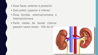 Sistema urinário - Anatomia humana | PPTX