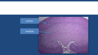 córtex
medula
 