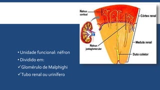 • Unidade funcional: néfron
• Dividido em:
Glomérulo de Malphighi
Tubo renal ou urinífero
 