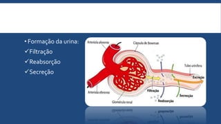 • Formação da urina:
Filtração
Reabsorção
Secreção
 