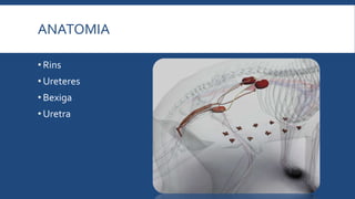 ANATOMIA
• Rins
• Ureteres
• Bexiga
• Uretra
 