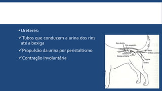 • Ureteres:
Tubos que conduzem a urina dos rins
até a bexiga
Propulsão da urina por peristaltismo
Contração involuntária
 