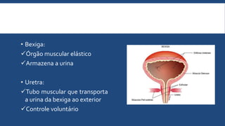  Local: homem (anterior ao reto)
mulher (anterior ao útero)
• Bexiga:
Órgão muscular elástico
Armazena a urina
• Uretra:
Tubo muscular que transporta
a urina da bexiga ao exterior
Controle voluntário
 