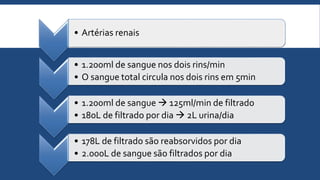 • Artérias renais
• 1.200ml de sangue nos dois rins/min
• O sangue total circula nos dois rins em 5min
• 1.200ml de sangue  125ml/min de filtrado
• 180L de filtrado por dia  2L urina/dia
• 178L de filtrado são reabsorvidos por dia
• 2.000L de sangue são filtrados por dia
 