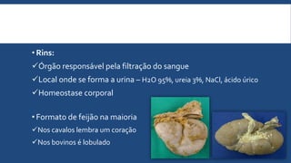 • Rins:
Órgão responsável pela filtração do sangue
Local onde se forma a urina – H2O 95%, ureia 3%, NaCl, ácido úrico
Homeostase corporal
• Formato de feijão na maioria
Nos cavalos lembra um coração
Nos bovinos é lobulado
 